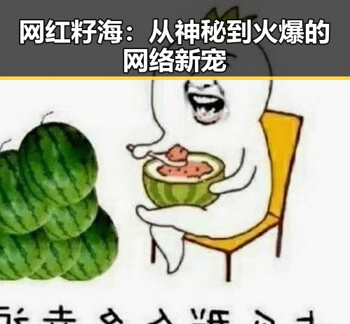 网红籽海：从神秘到火爆的网络新宠