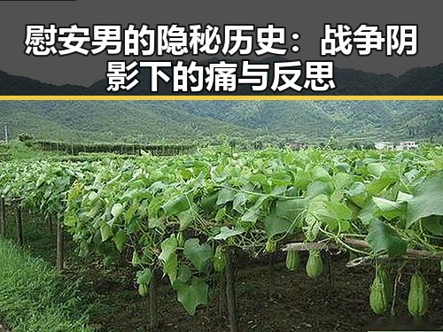 慰安男的隐秘历史：战争阴影下的痛与反思